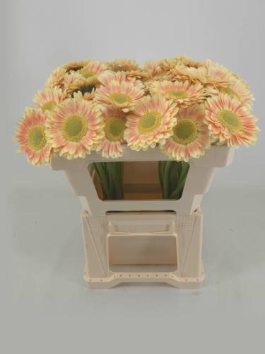 Gerbera mini 'Tompouce'