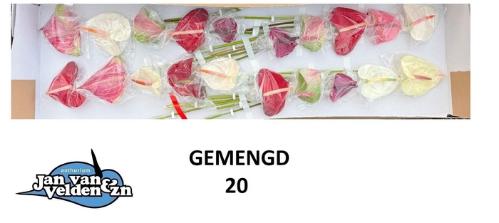 Anthurium Andreanum Grp gemengd