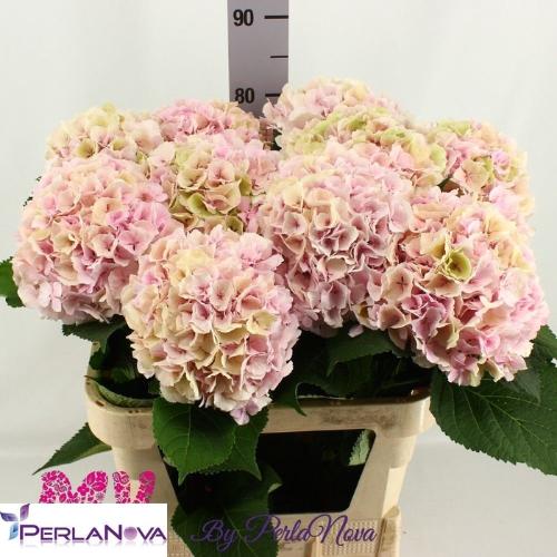 Hydrangea macrophylla 'Verena' (classic)