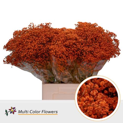 Gypsophila overig kleurbehandeld H%