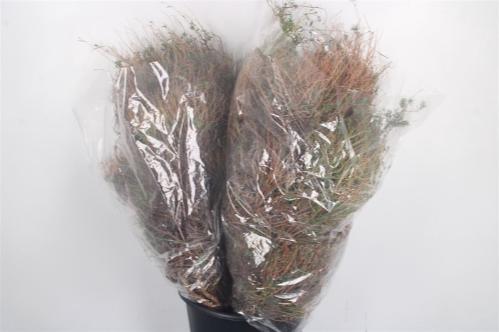 Decoratiegroen groot blad