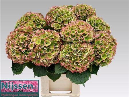Hydrangea macrophylla Magical Opal (classic)