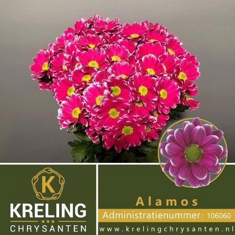Chrysanthemum Indicum Grp tros Alamos