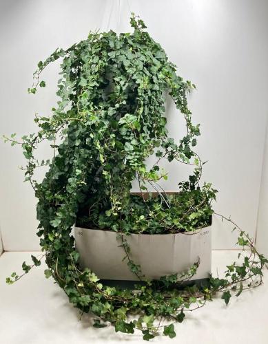 Hedera helix 'Wonder'