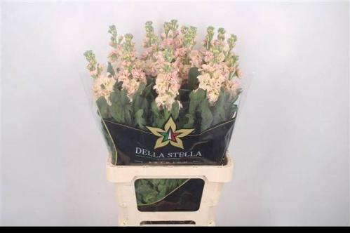 Matthiola incana 'Iron Apricot'