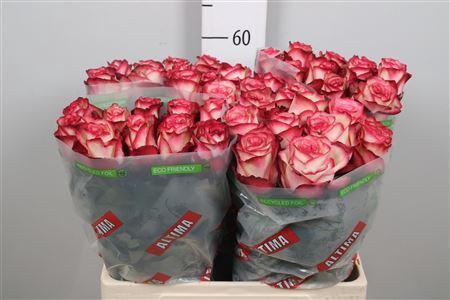 Rosa grootbloemig Paloma