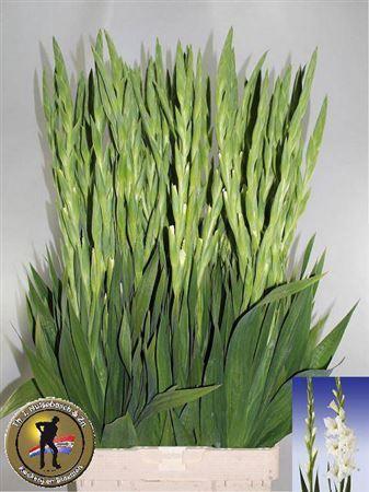 Gladiolus grootbloemig 'Serena'