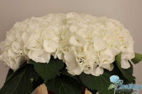 Hydrangea macrophylla 'Schneeball'
