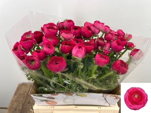 Ranunculus asiaticus 'Elegance Hot Pink'