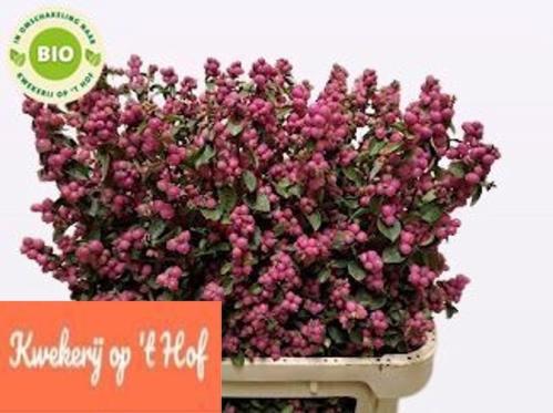 Symphoricarpos Magical Temptation