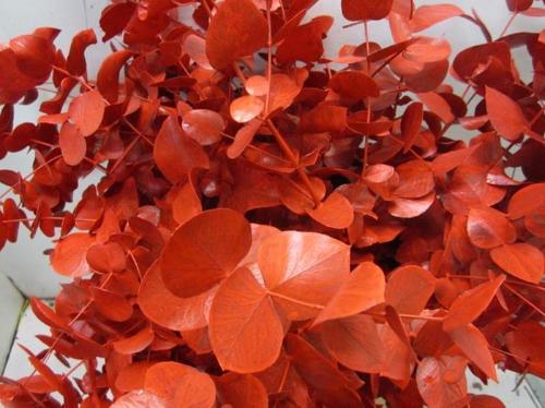 Eucalyptus cinerea kleurbehandeld per bos H%