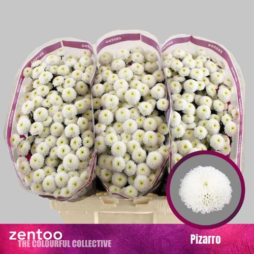 Chrysanthemum (Indicum Grp) tros santini (Indicum Grp) Pizarro