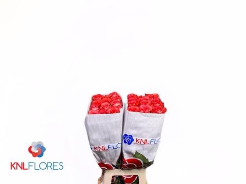 Rosa grootbloemig Iguana