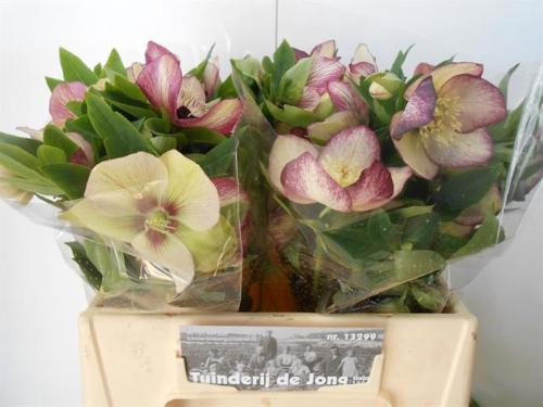 Helleborus 'Queens Picotee'