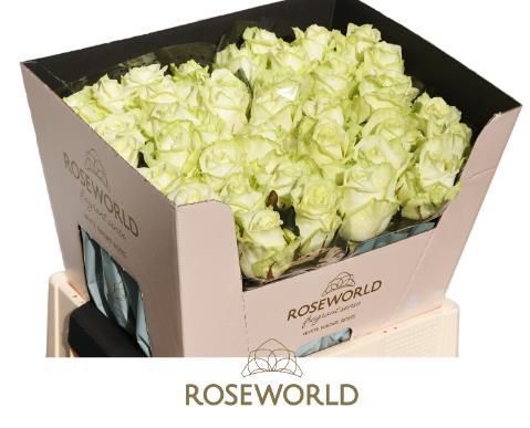 Rosa grootbloemig White Naomi!