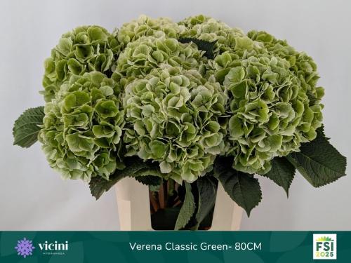 Hydrangea macrophylla 'Verena' (classic)