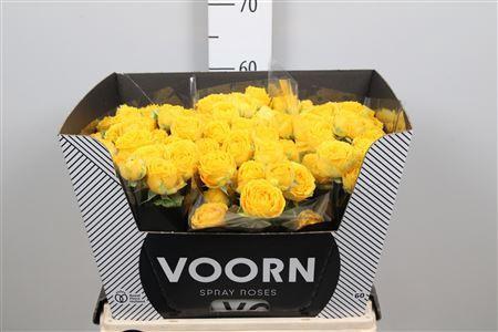 Rosa tros Luna Trendsetter