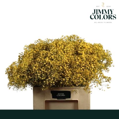 Gypsophila overig kleurbehandeld H%
