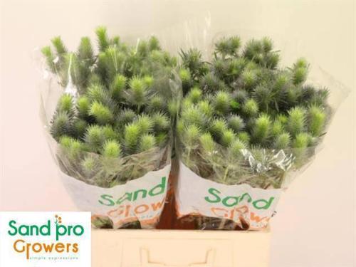 Eryngium alpinum Pacific Blue Sky