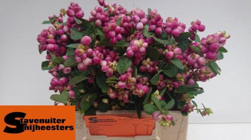 Symphoricarpos Magical Treasure
