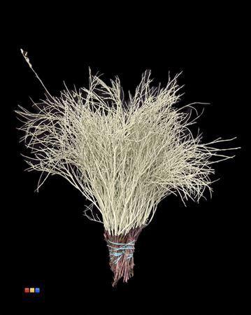 Vaccinium kleurbehandeld H%