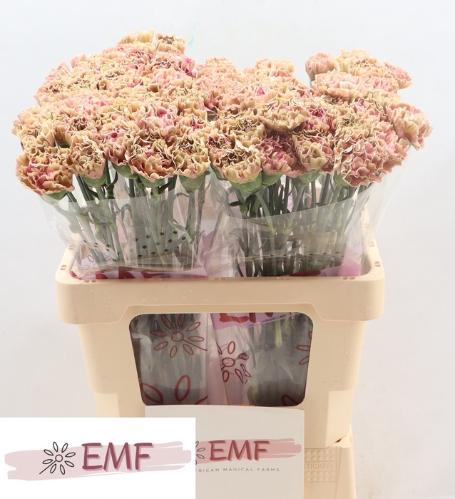 Dianthus standaard Babylon