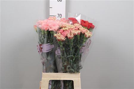 Dianthus standaard gemengd in fust