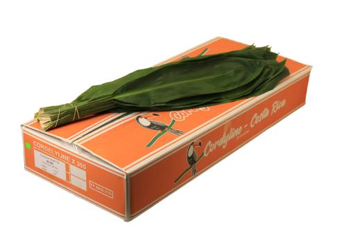 Cordyline fruticosa Green Tie