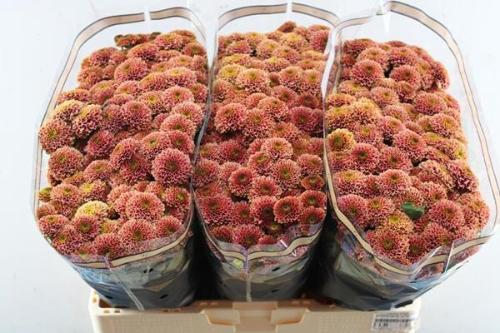 Chrysanthemum Indicum Grp tros santini Aaa Doria Cherry