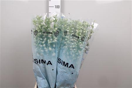 Delphinium (Elatum Grp) 'Magic Fountains Skyblue Whitebee'