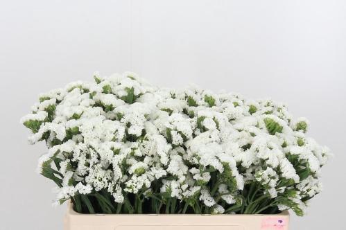 Limonium sinuatum Silvery Sun Birds