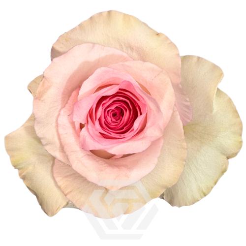 Rosa grootbloemig Mandala