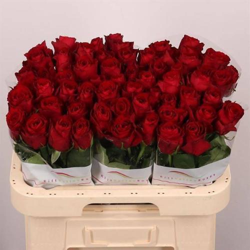 Rosa grootbloemig Madam Red