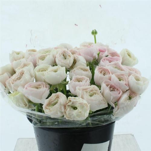 Ranunculus asiaticus Succes Hanoi