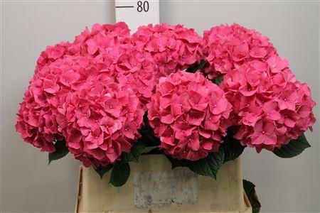Hydrangea macrophylla 'Rodeo' (rood)