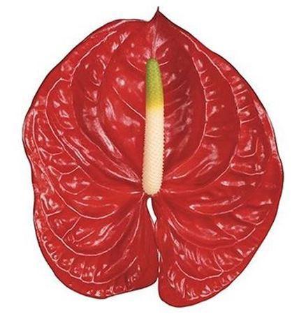 Anthurium Andreanum Grp Eterno