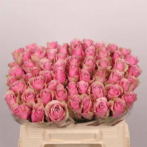 Rosa grootbloemig Athena Royale