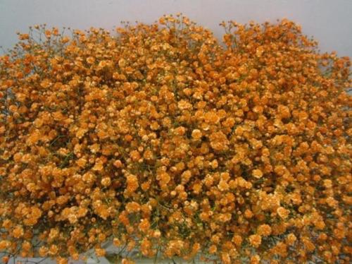Gypsophila overig kleurbehandeld H%