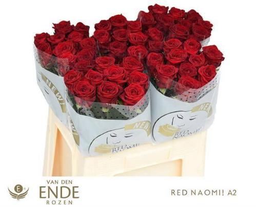 Rosa grootbloemig Red Naomi!