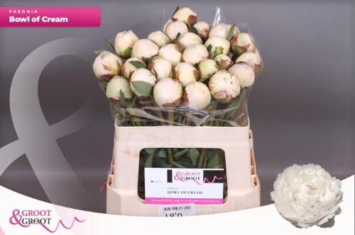 Paeonia Lactiflora Grp 'Bowl of Cream'