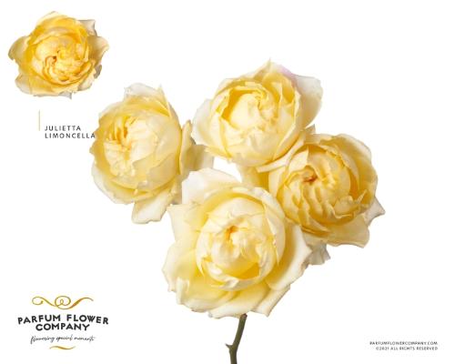 Rosa tros overig