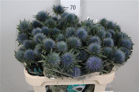 Eryngium planum Magnetar Questar