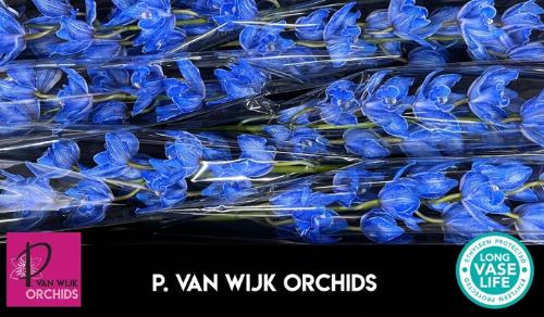 Cymbidium grootbloemig per tak kleurbehandeld H%