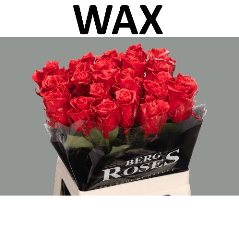 Rosa grootbloemig gewaxt H%