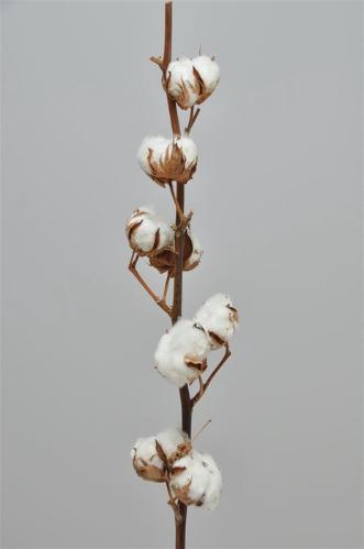 Gossypium hirsutum wit