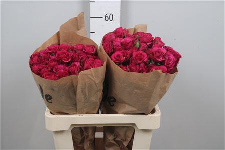 Rosa tros Cheyenne