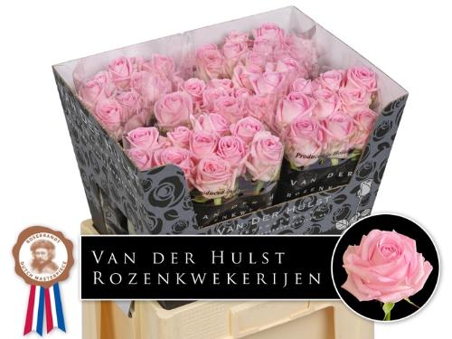 Rosa grootbloemig Zaina!