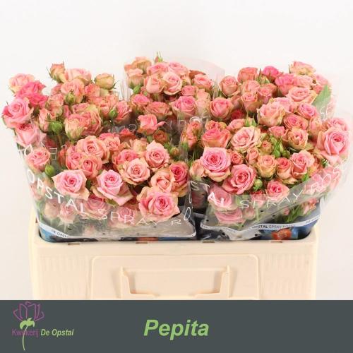 Rosa tros Pepita