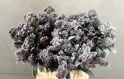 Skimmia per bos overig kleurbehandeld H%