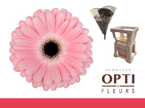 Gerbera grootbloemig Dulcie